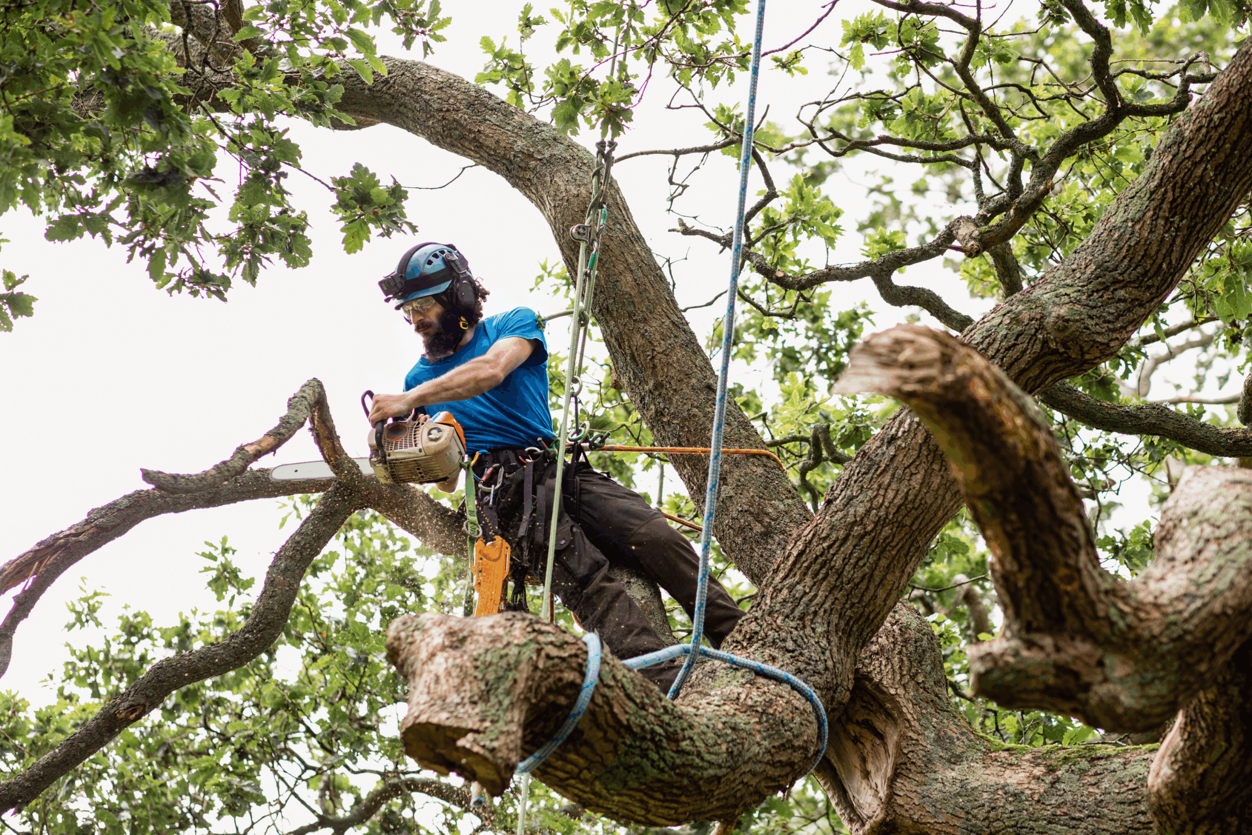 Tree surgeon cutting a dead limb off a tree using a chainsaw. The tree surgeon is up a tall tree and is secured with ropes.