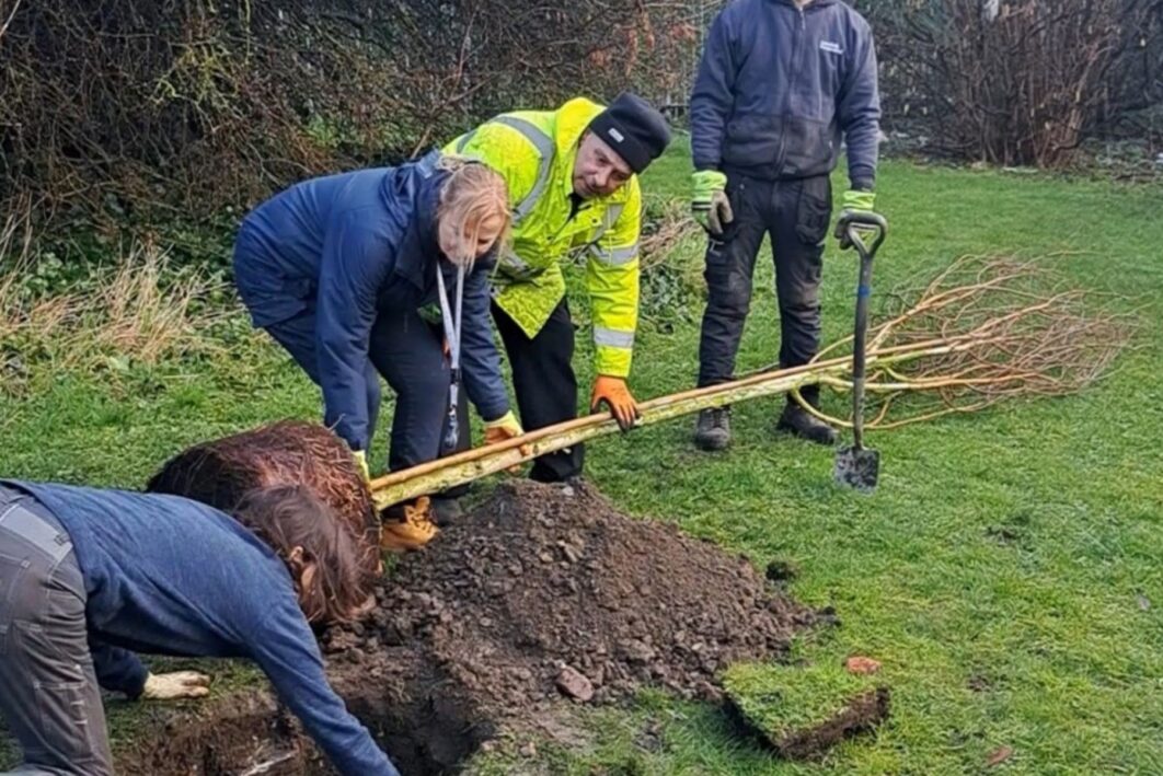 People digging up soil to plant a tree