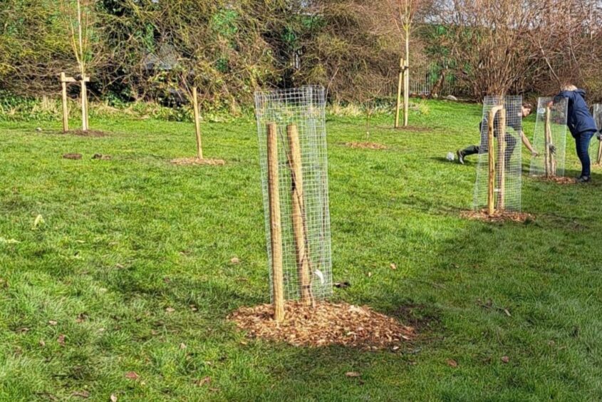 A newly planted tree