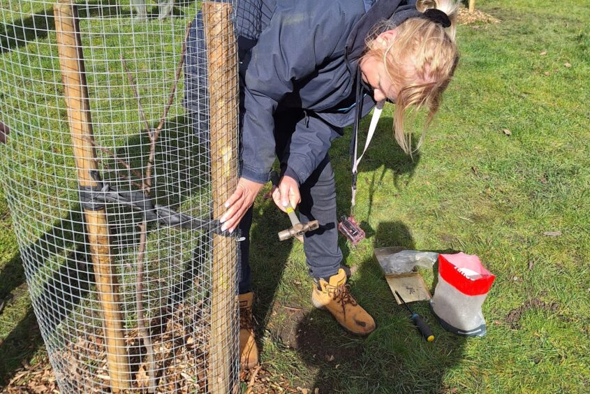 A person hammering a cage around a newly planted tree