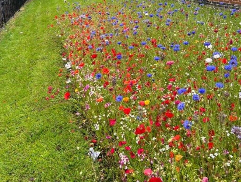 Patch of grass next to a building with wildflowers growing