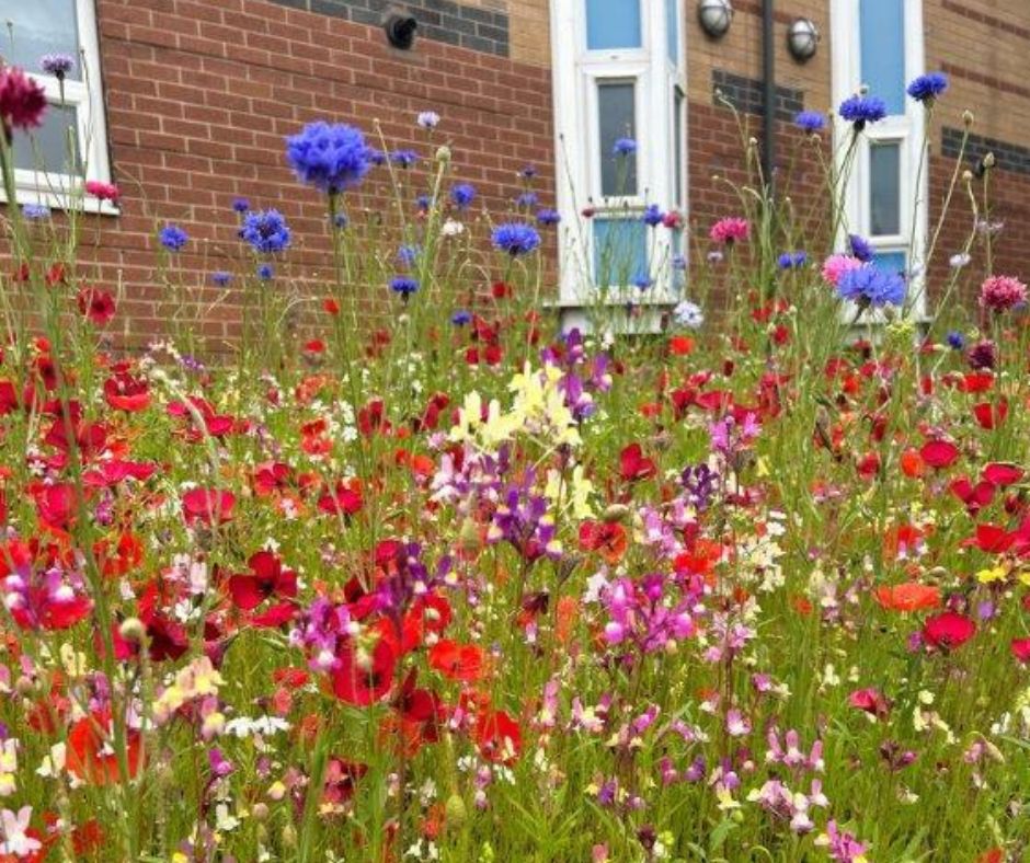 Wildflowers in front of a building