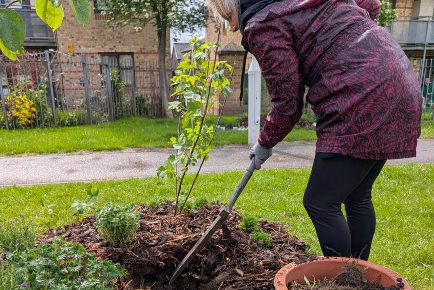 A person digging a hole to plant a tree in a communal garden area