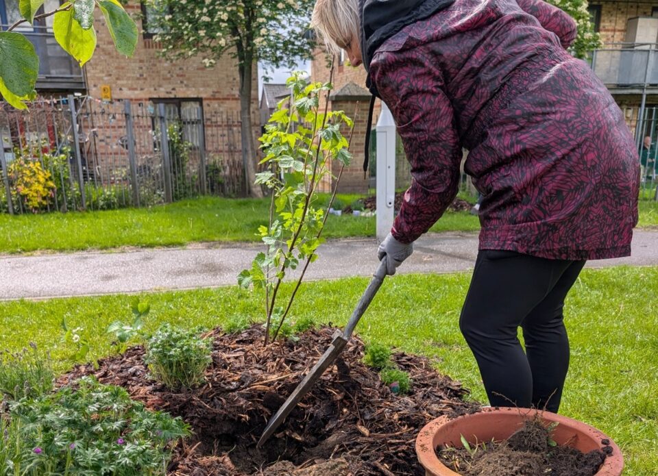A person digging a hole to plant a tree in a communal garden area