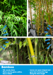 Images of bamboo