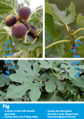 Images of figs