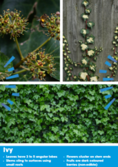 Images of Ivy