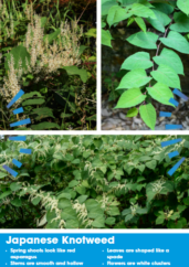Images of Japanese Knotweed
