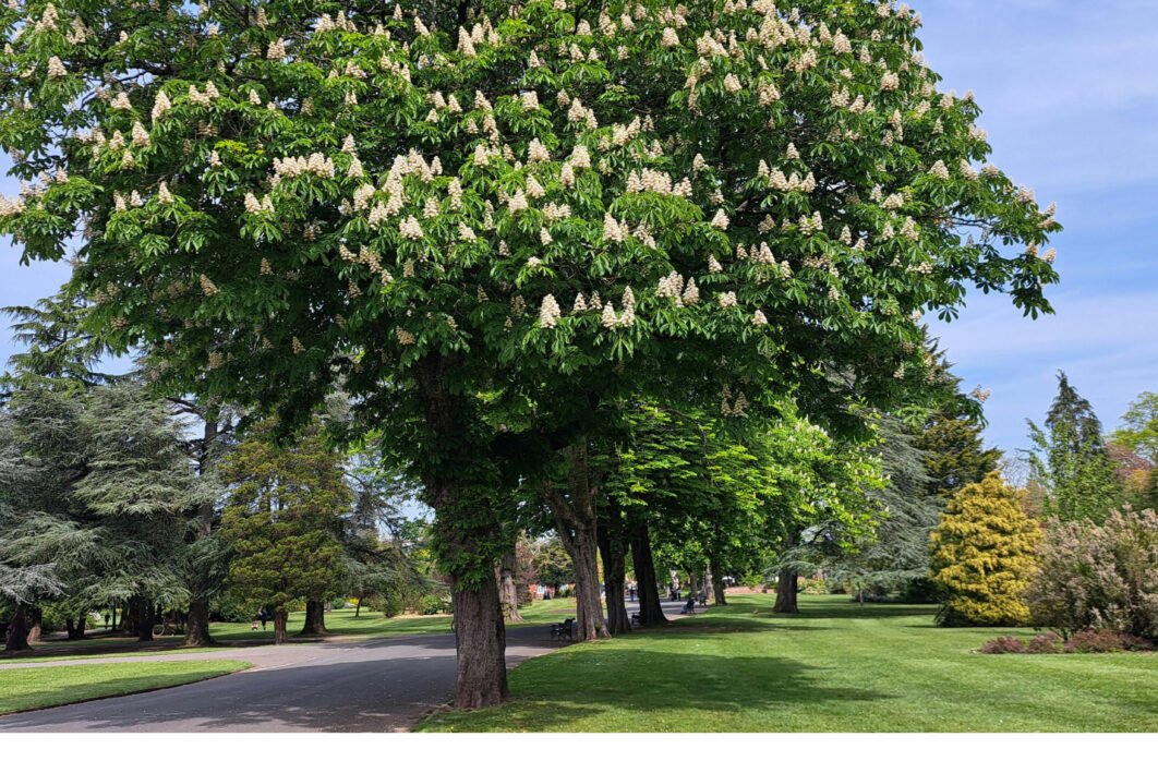 Tree in a park